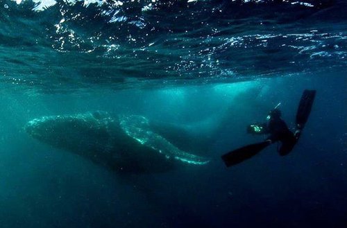 Sardine Run Humpback