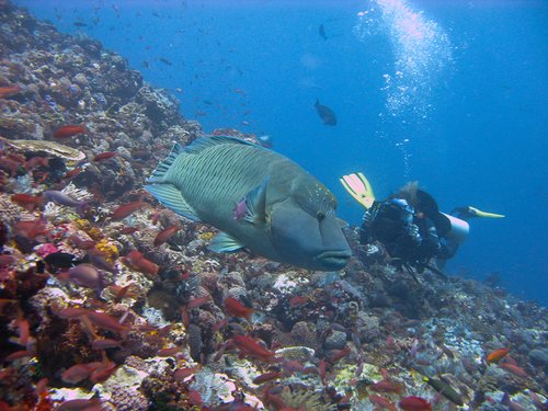 Egypt Parrot Fish