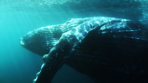 Humpback Whale